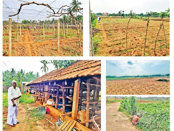 Jaffna Vegetable Farmers in Distress