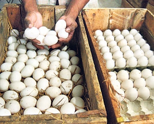 Importing Eggs: Is It Another Senseless Decision?