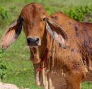 Lumpy skin disease spreading among cattle in Mullaitivu