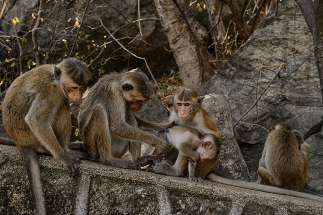 Chinese Embassy responds to reports of exporting monkeys from Sri Lanka