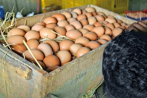 Price of eggs to be increased during festive season?