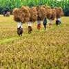 Agriculture Minister is lying, 40% reduction in paddy harvest this season, charge Trade Unions